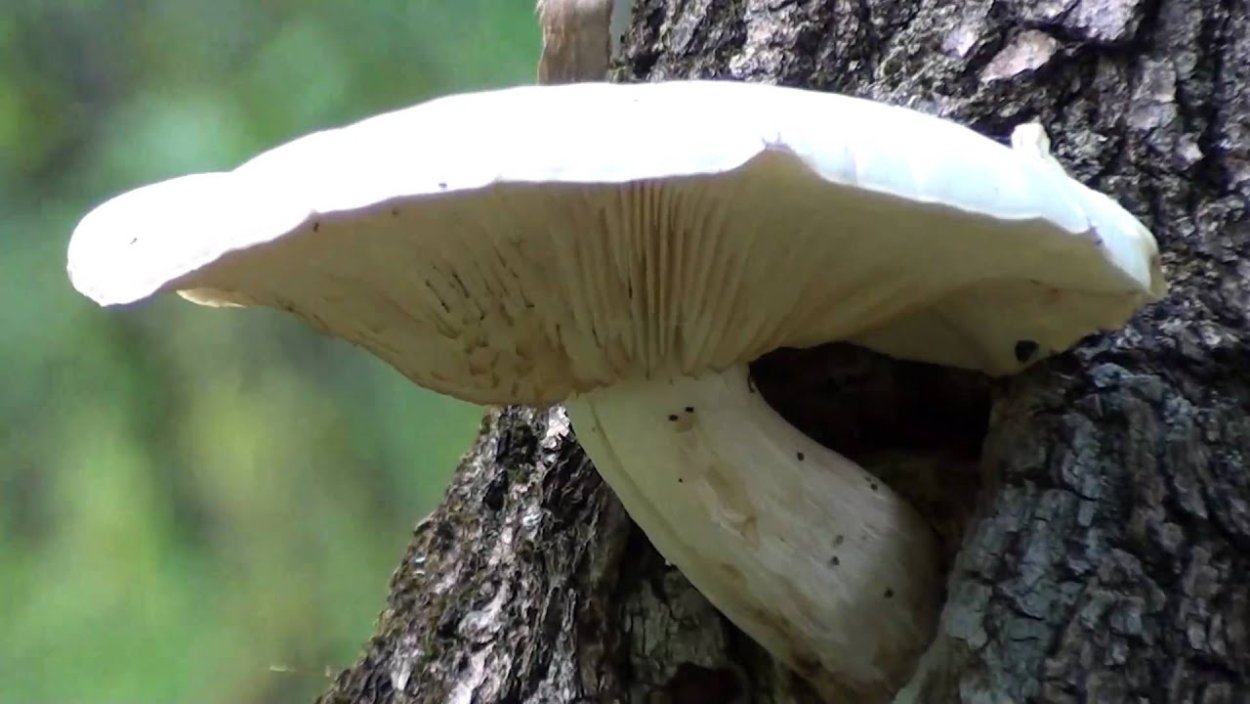 Гипсизигус ильмовый