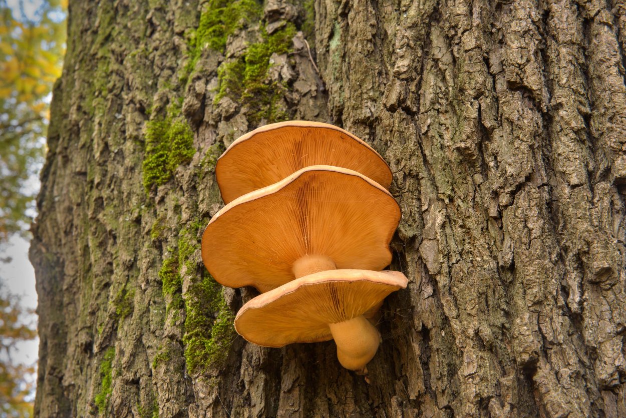 Вешенка ильмовая (ильмовый гриб)