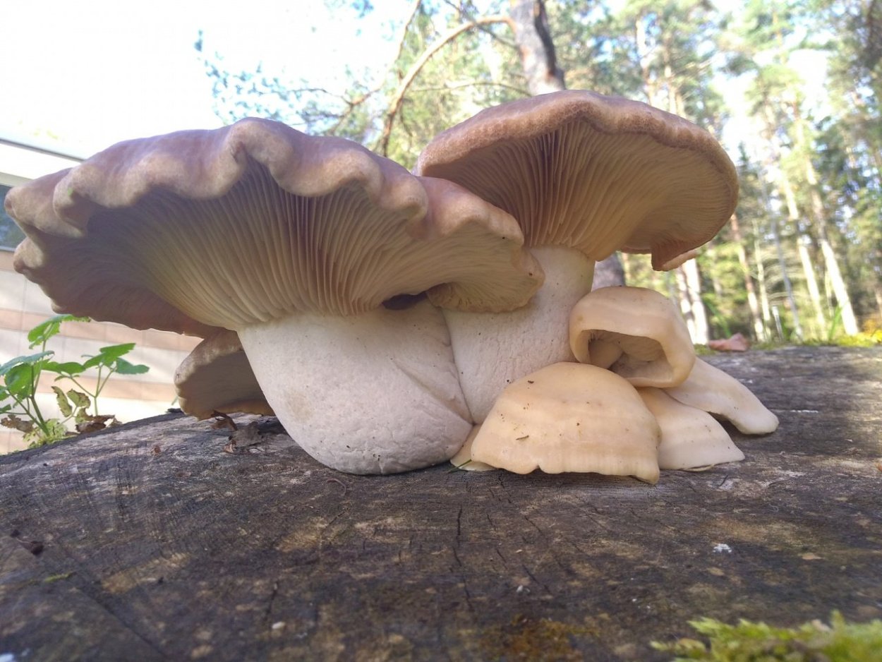 Вешенка ильмовая (ильмовый гриб)
