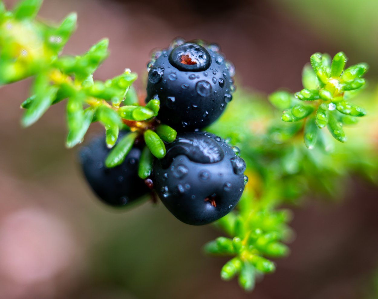 Водяника черная ягода