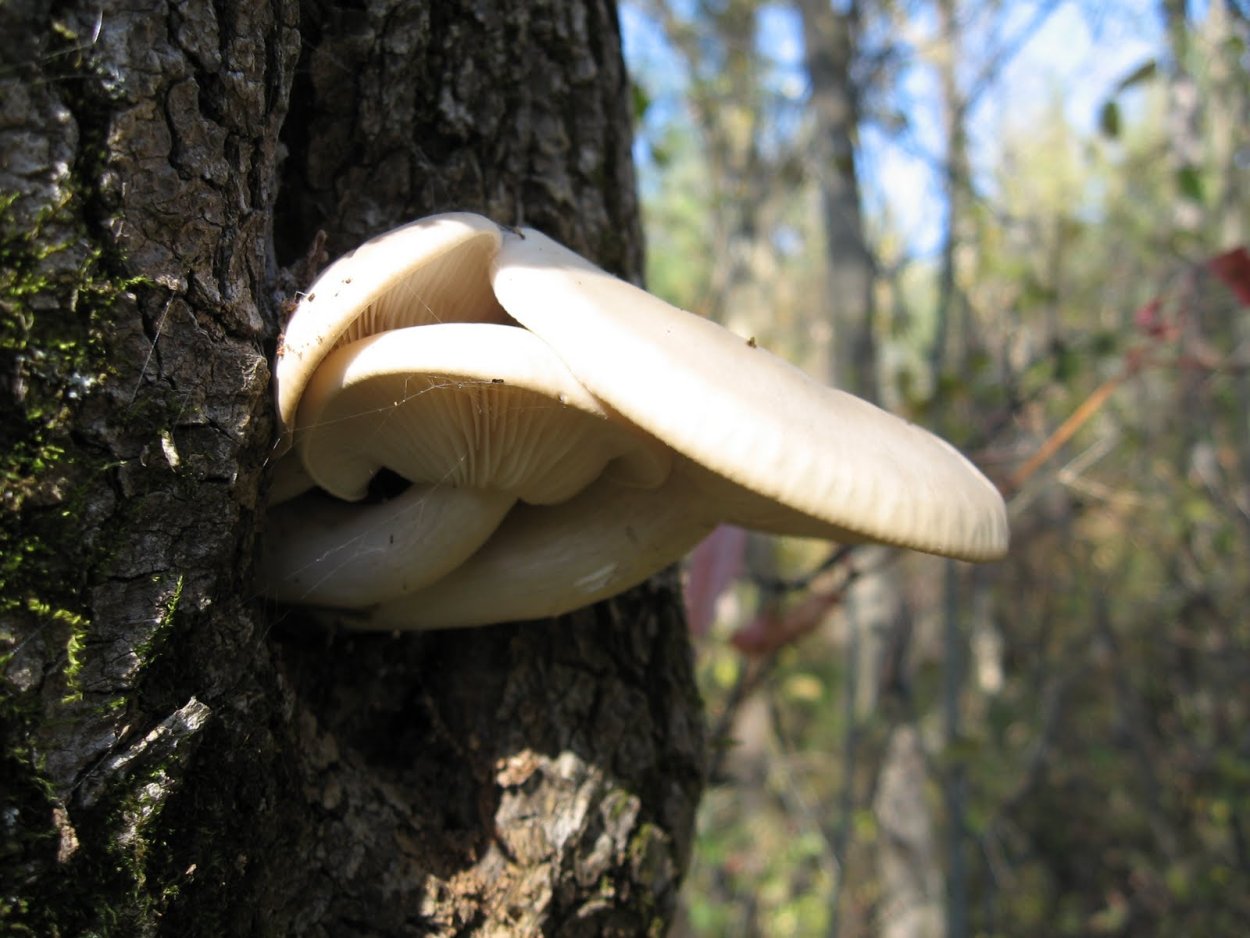 Лиофиллум (Гипсизигус) ильмовый