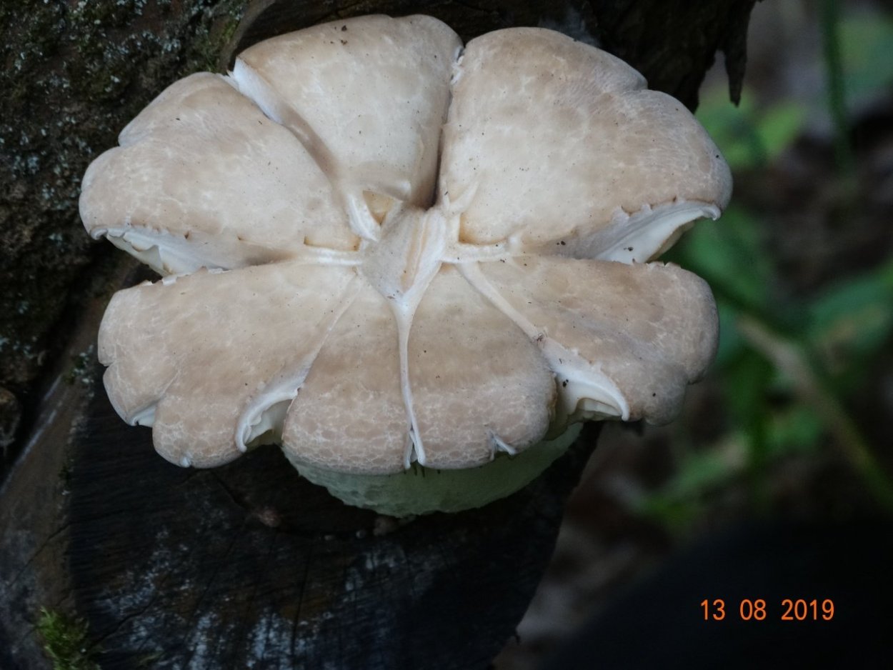 Вешенка ильмовая