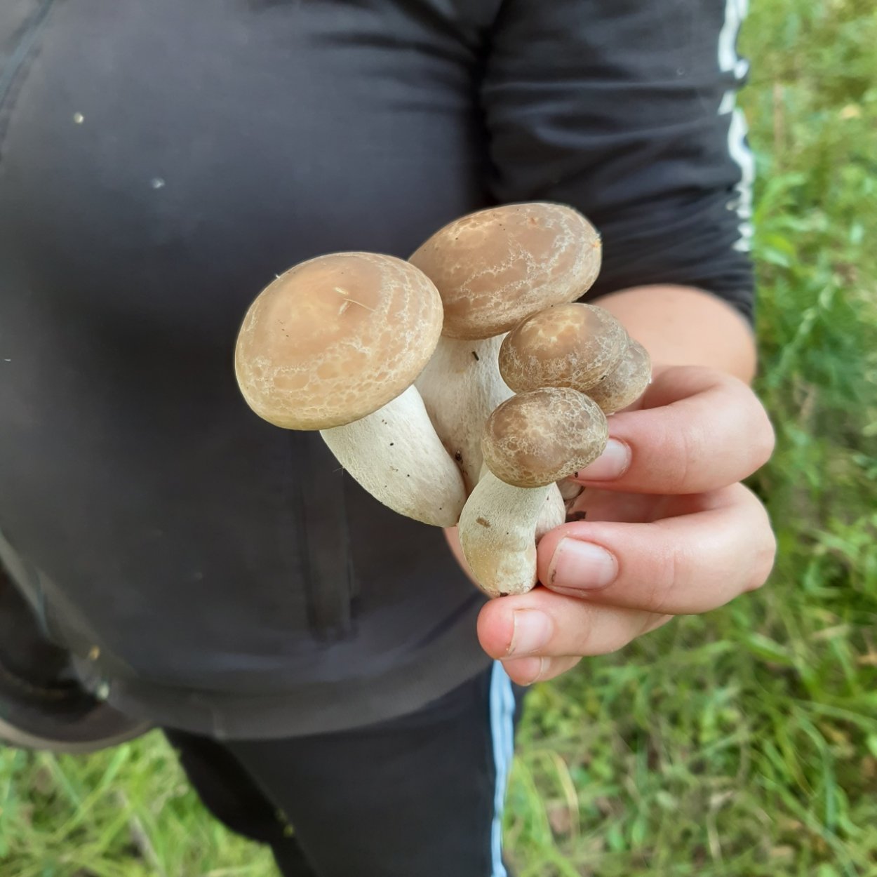 Лиофиллум (Гипсизигус) ильмовый