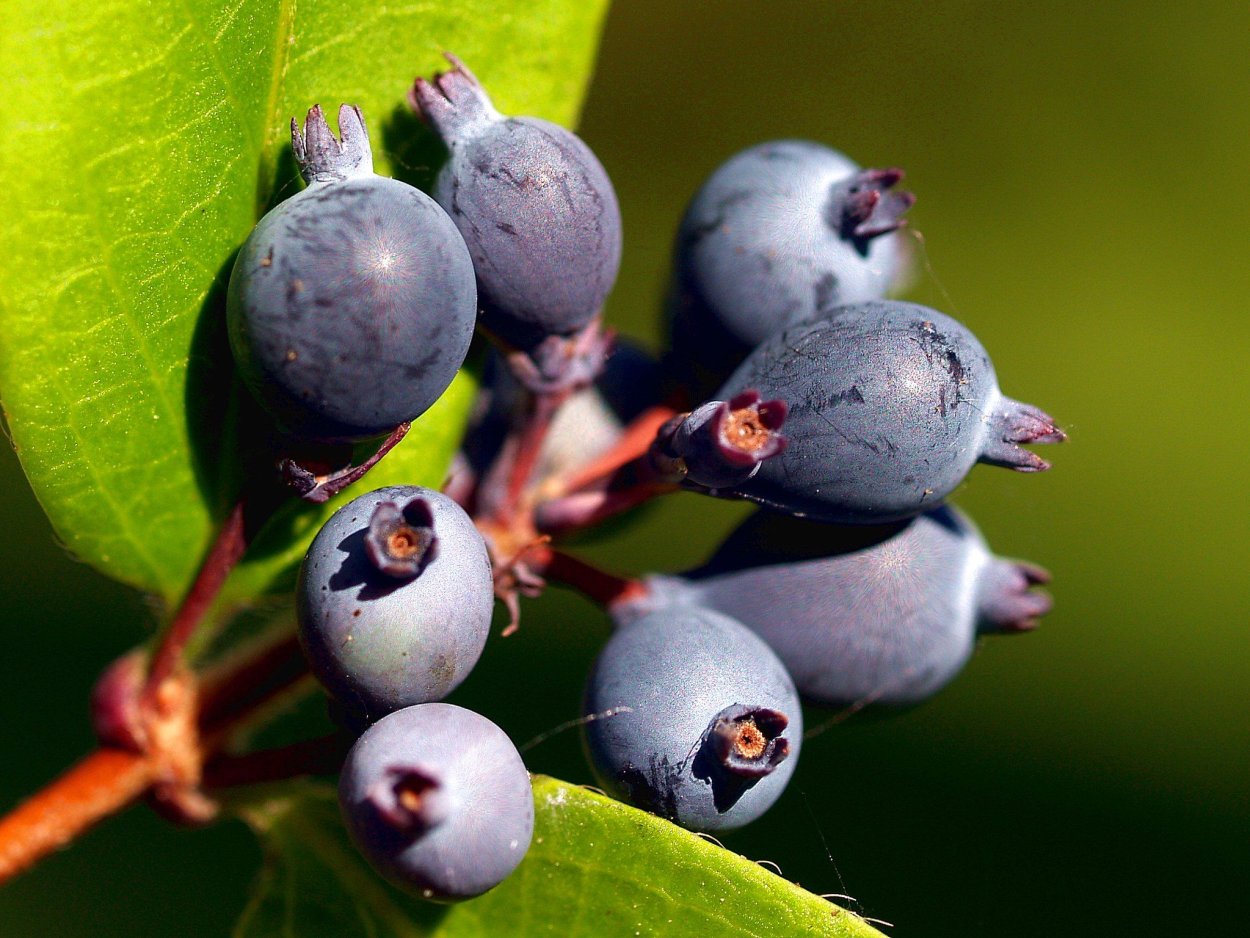 Ирга канадская (с2)