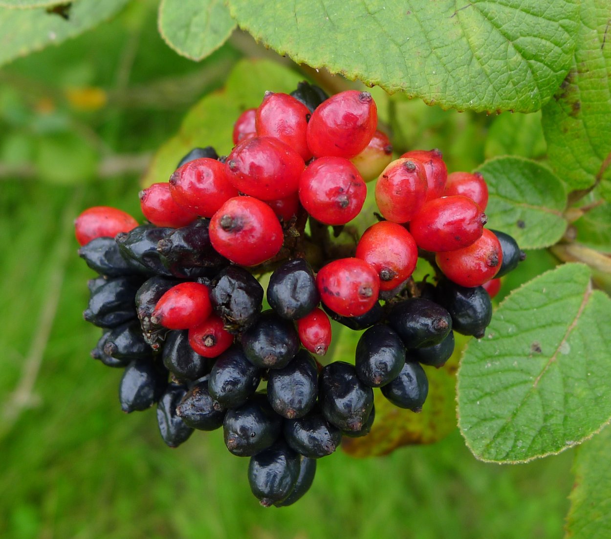 Калина гордовина Viburnum Lantana