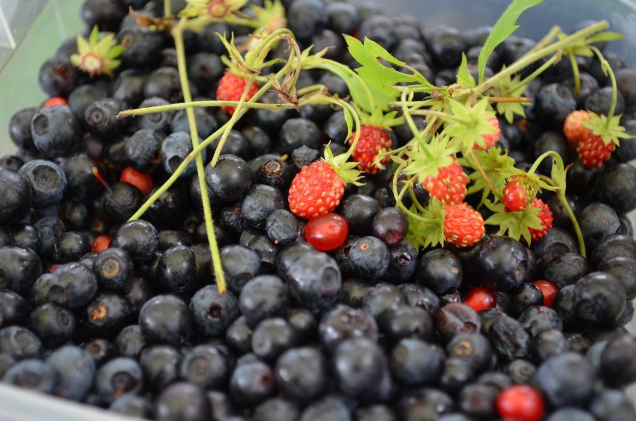 Ягоды Подмосковья