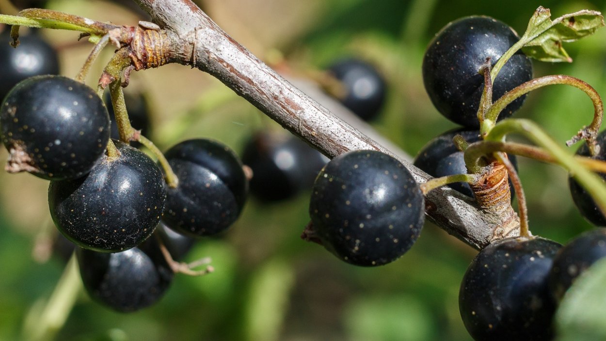 Крандаль смородина