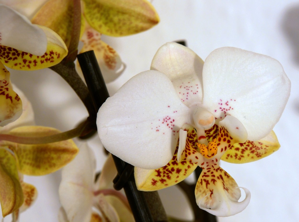 Фаленопсис ярко розовый