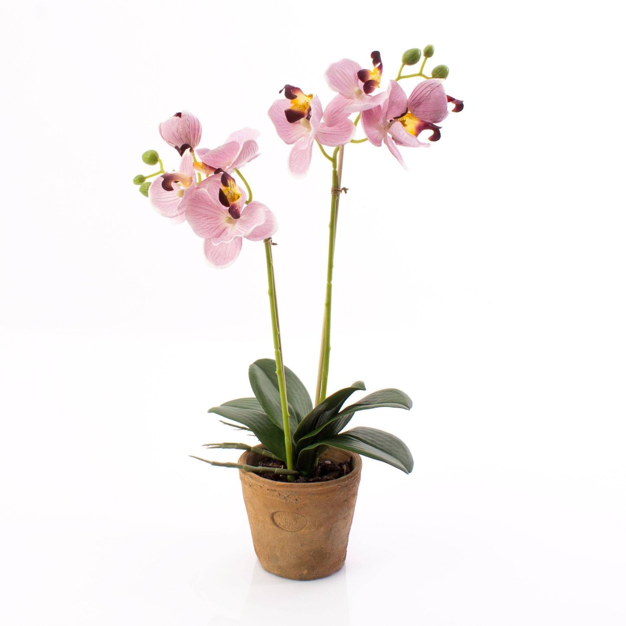 Орхидея Пинлонг черри