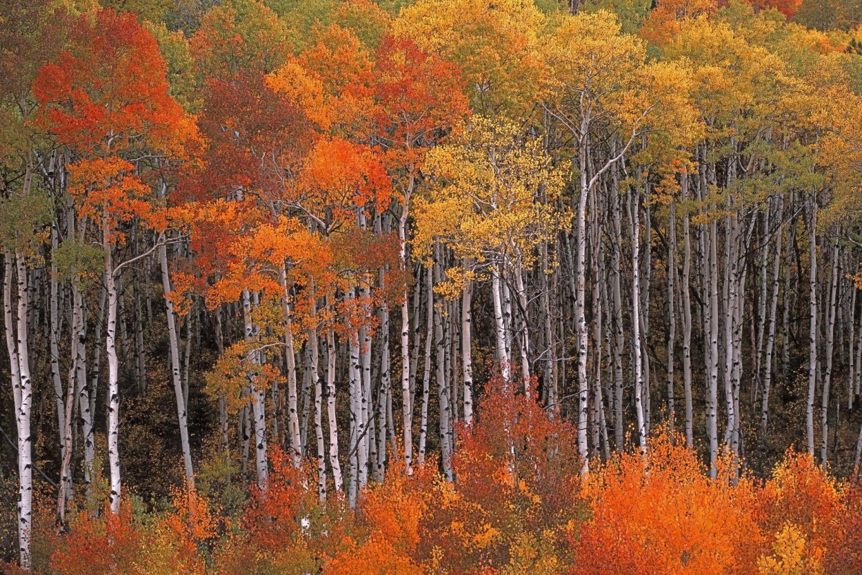 Осиновый лес осенью