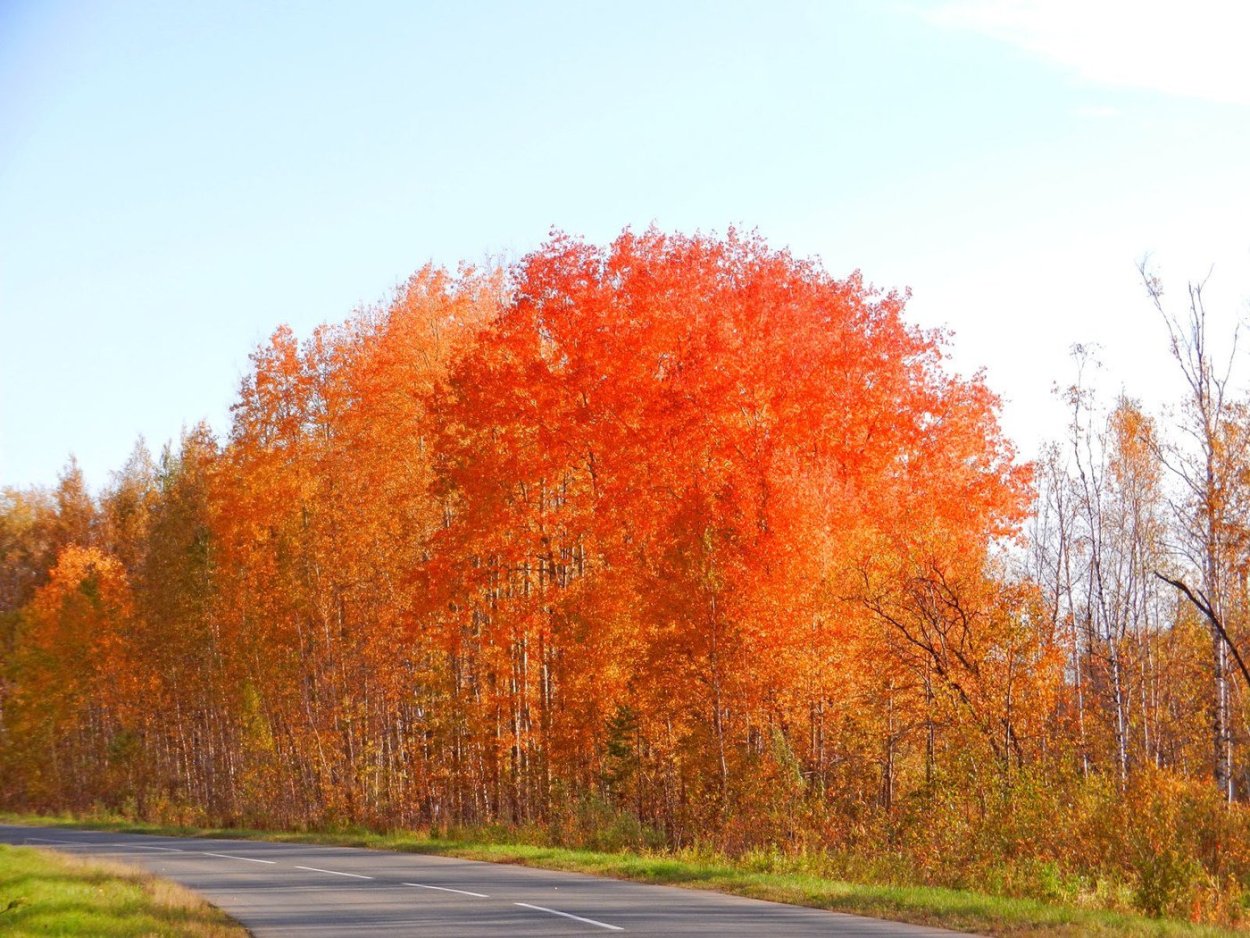 Красная береза