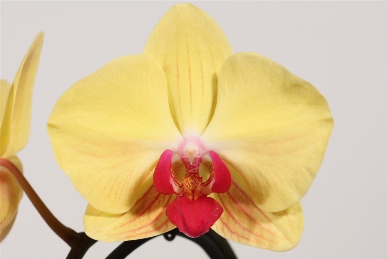 Фаленопсис (Phalaenopsis) – Орхидея