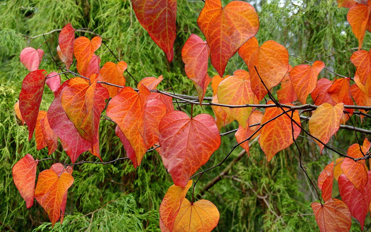 Осенний осиновый лес