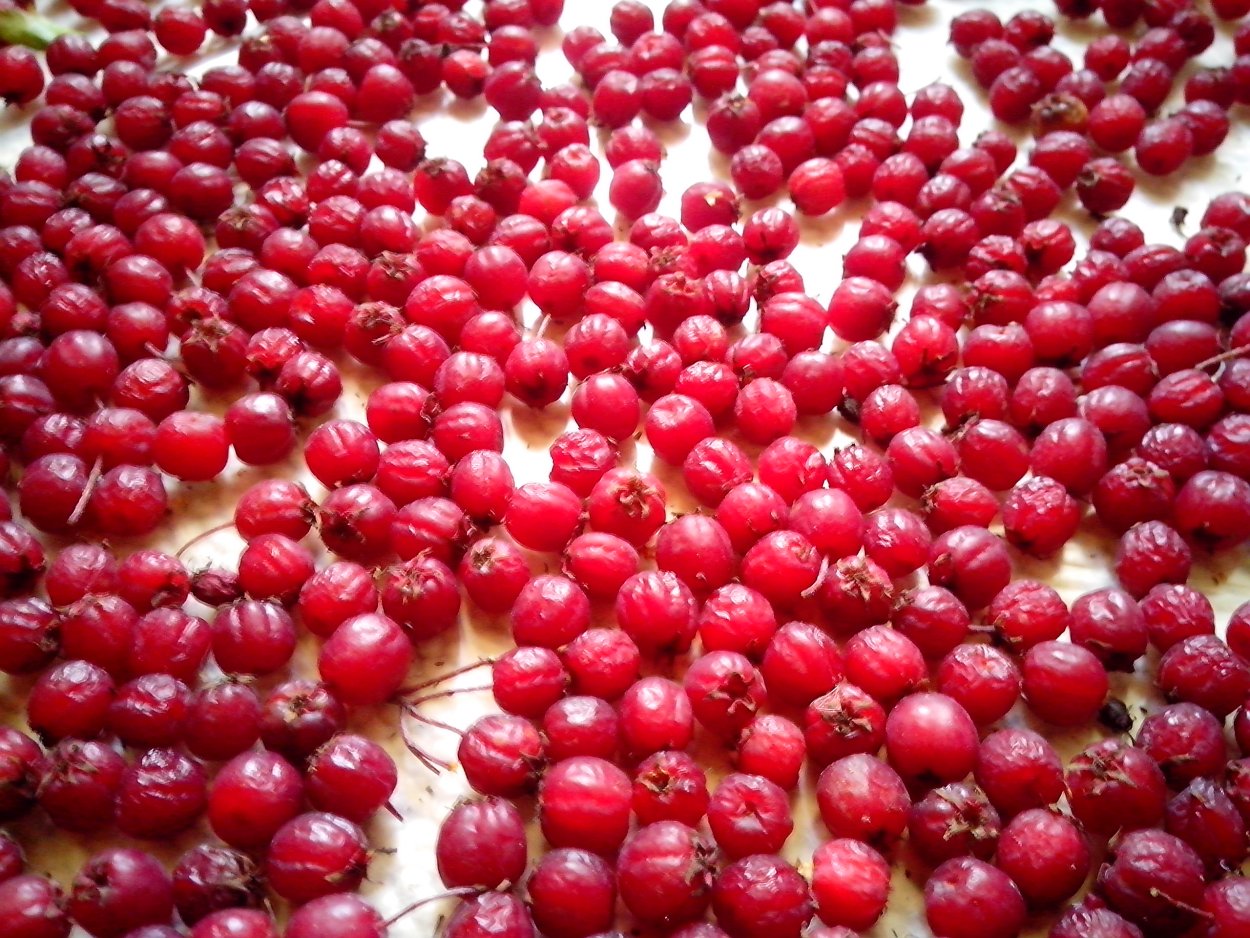 Боярышник косточки