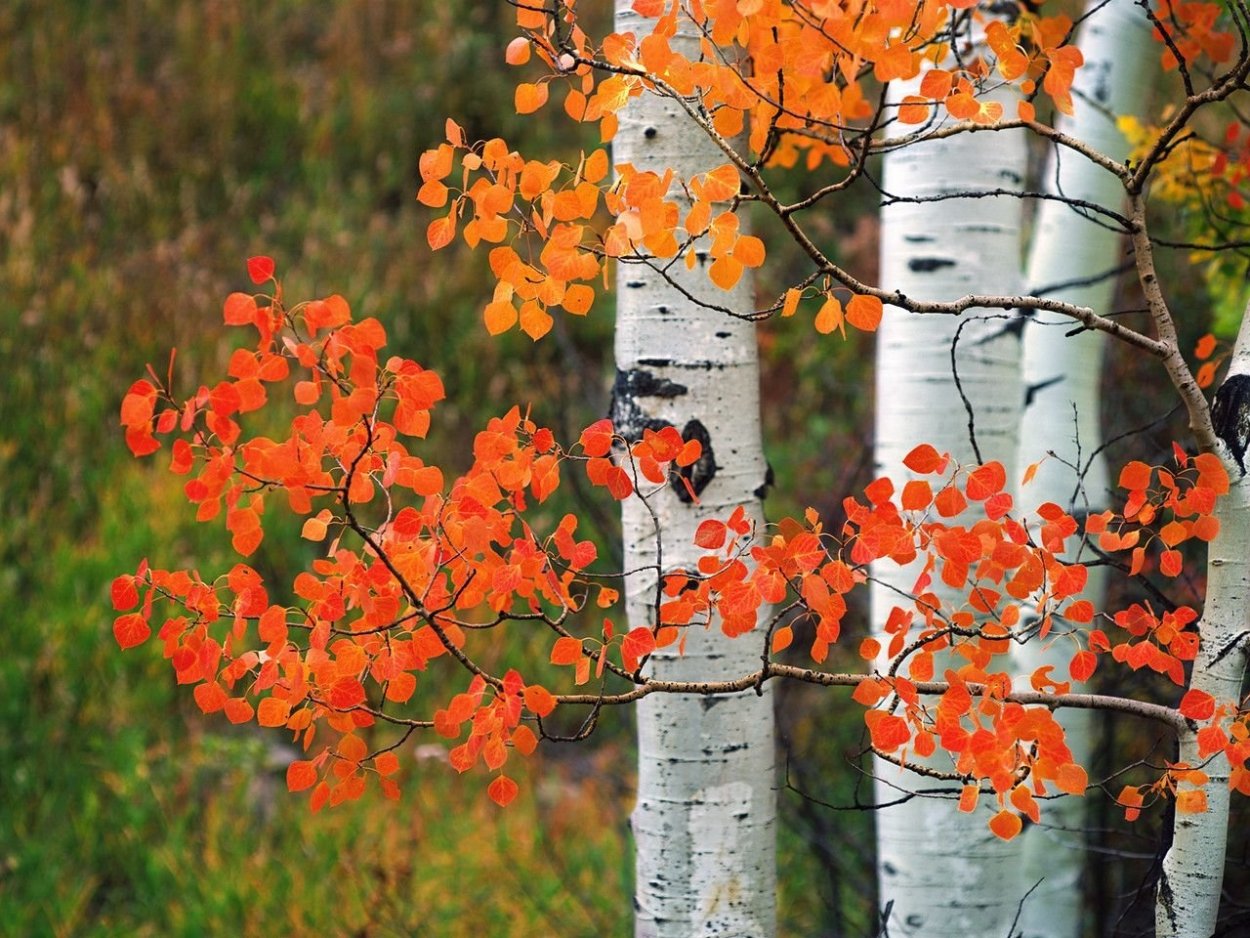 Осина дерево осень