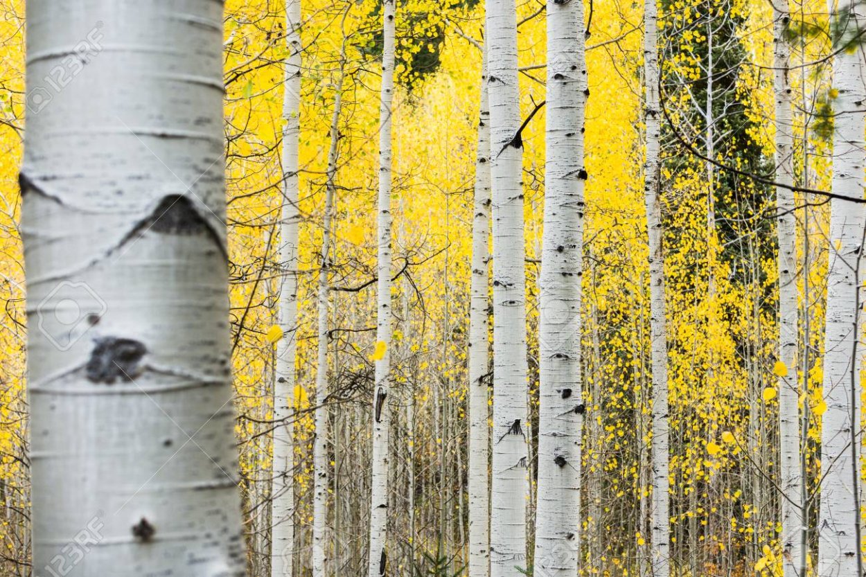 Березово- Осинный лес осенью