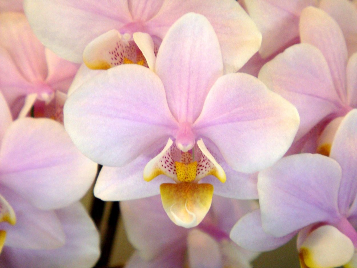 Phalaenopsis equestris rosea