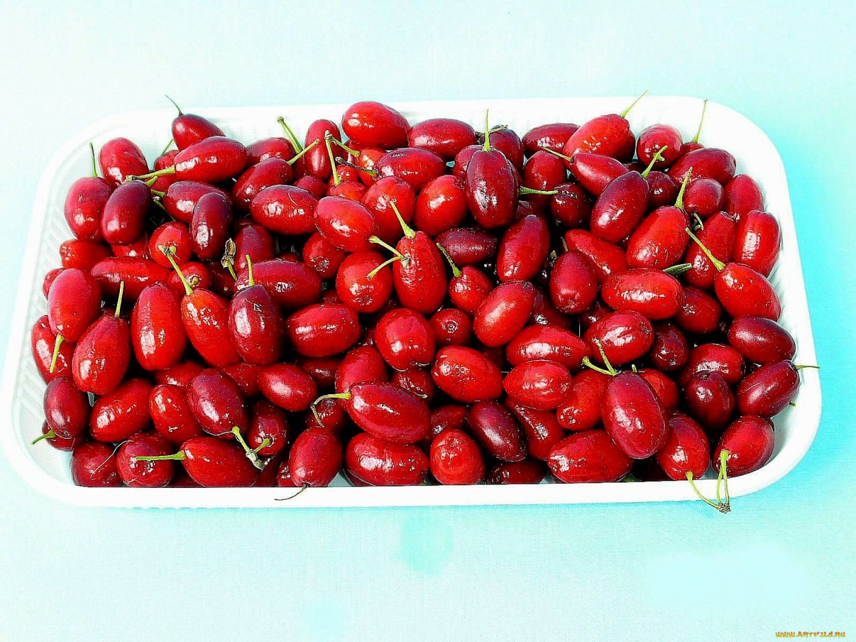 Кизил кобальт