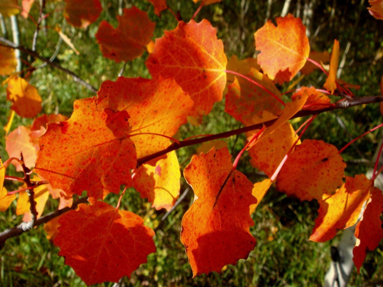 Осиновый лес осенью