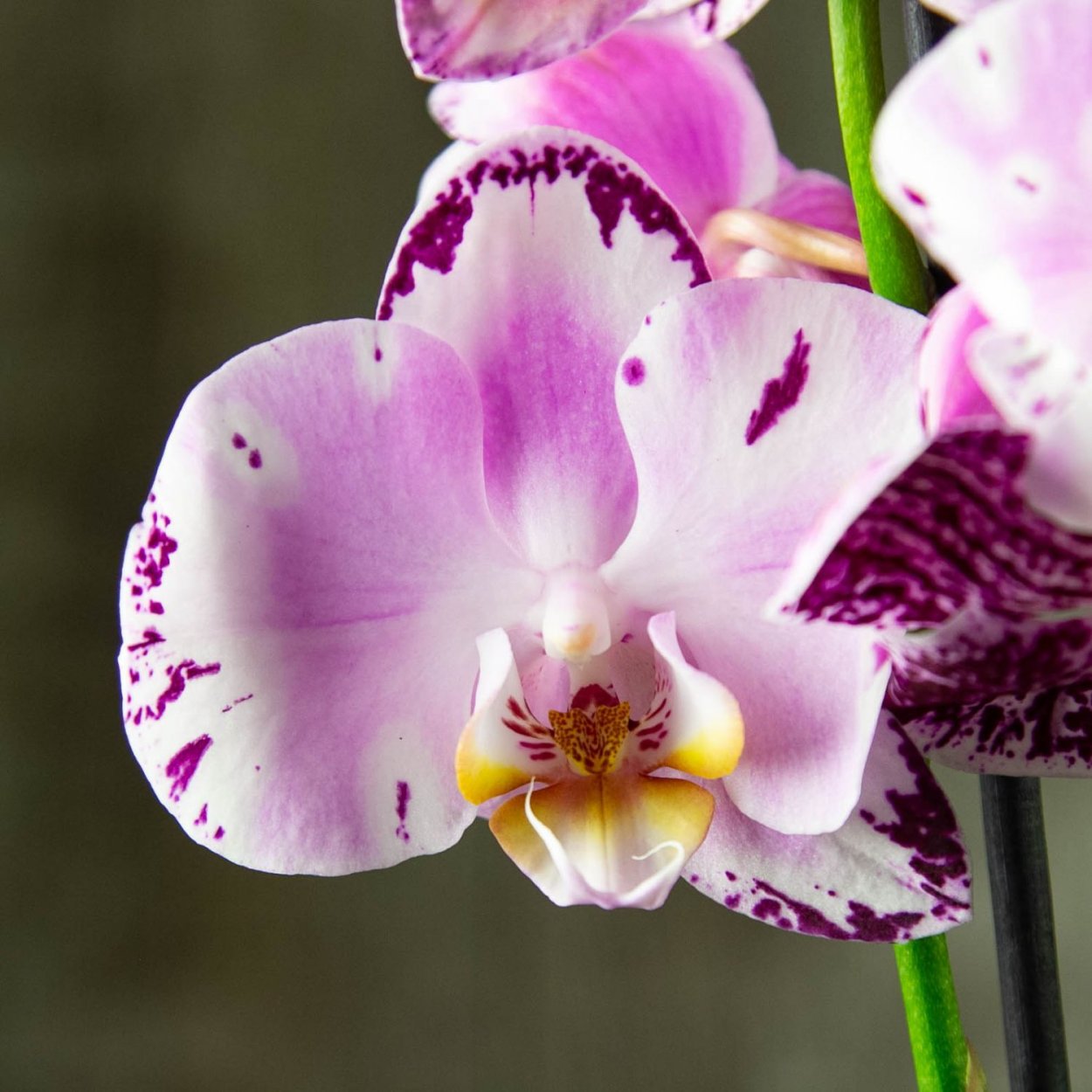 Фаленопсис мультифлора Тулкан