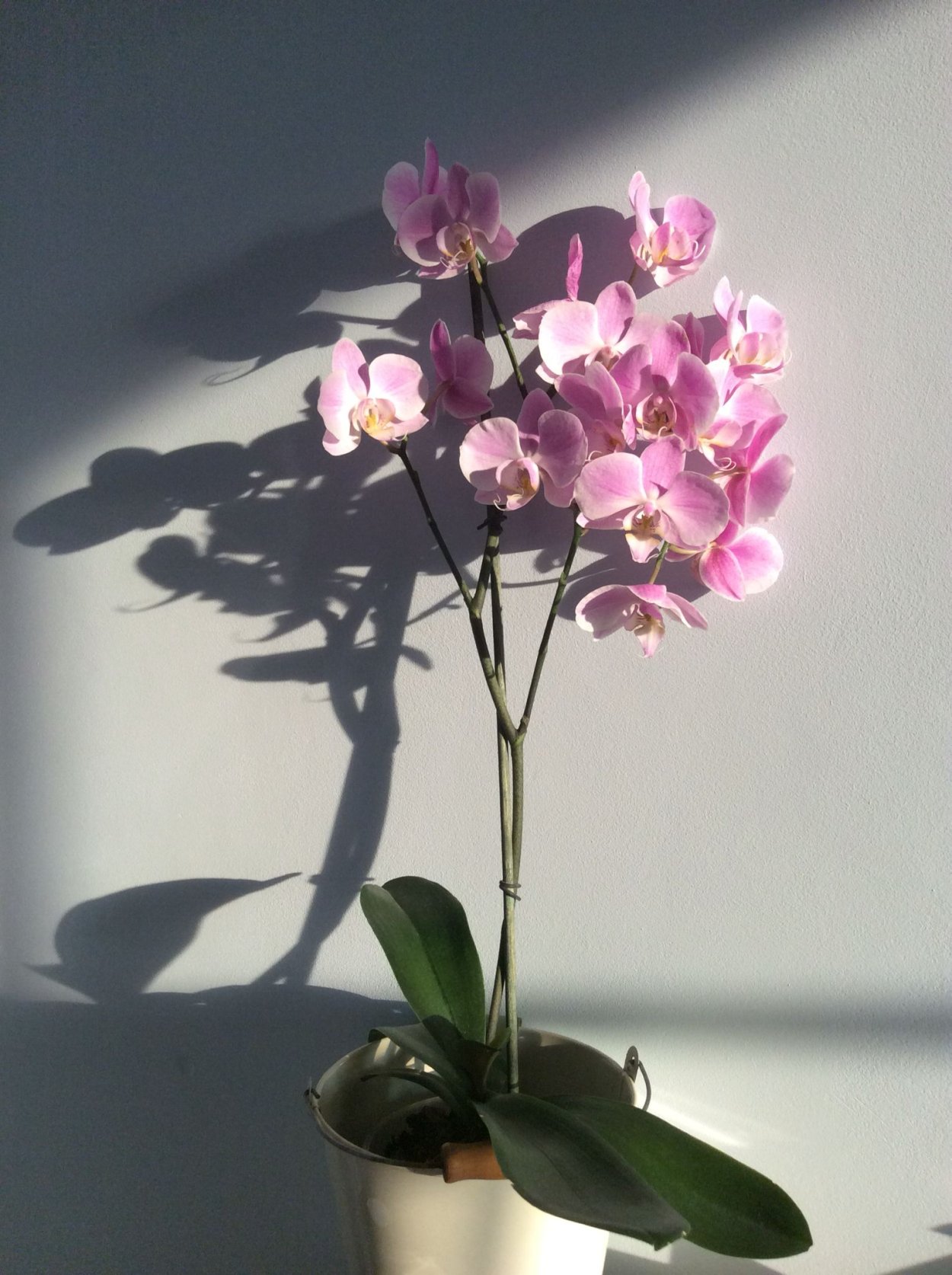 Орхидея Phalaenopsis Carmen