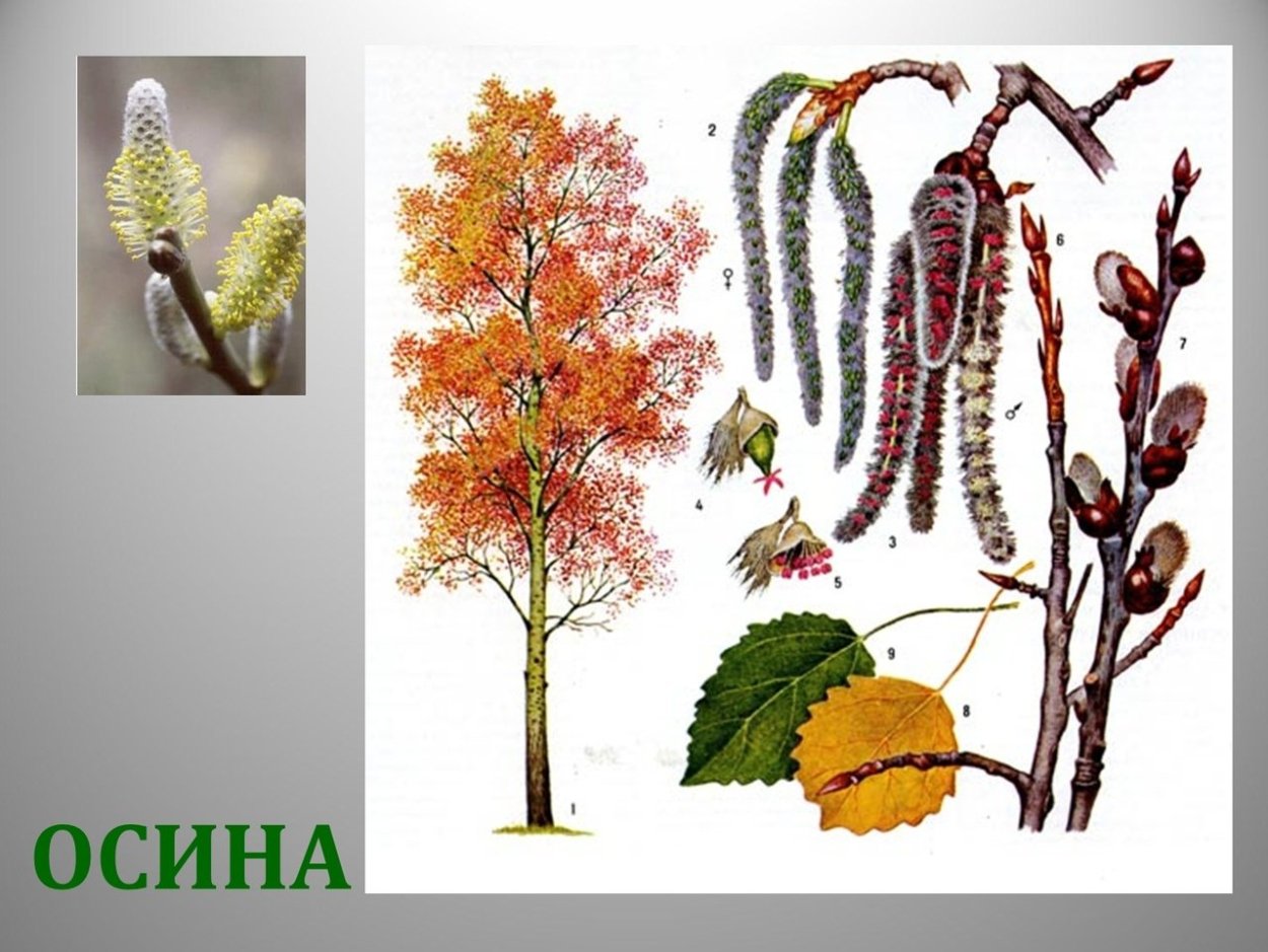 Красный цвет в природе