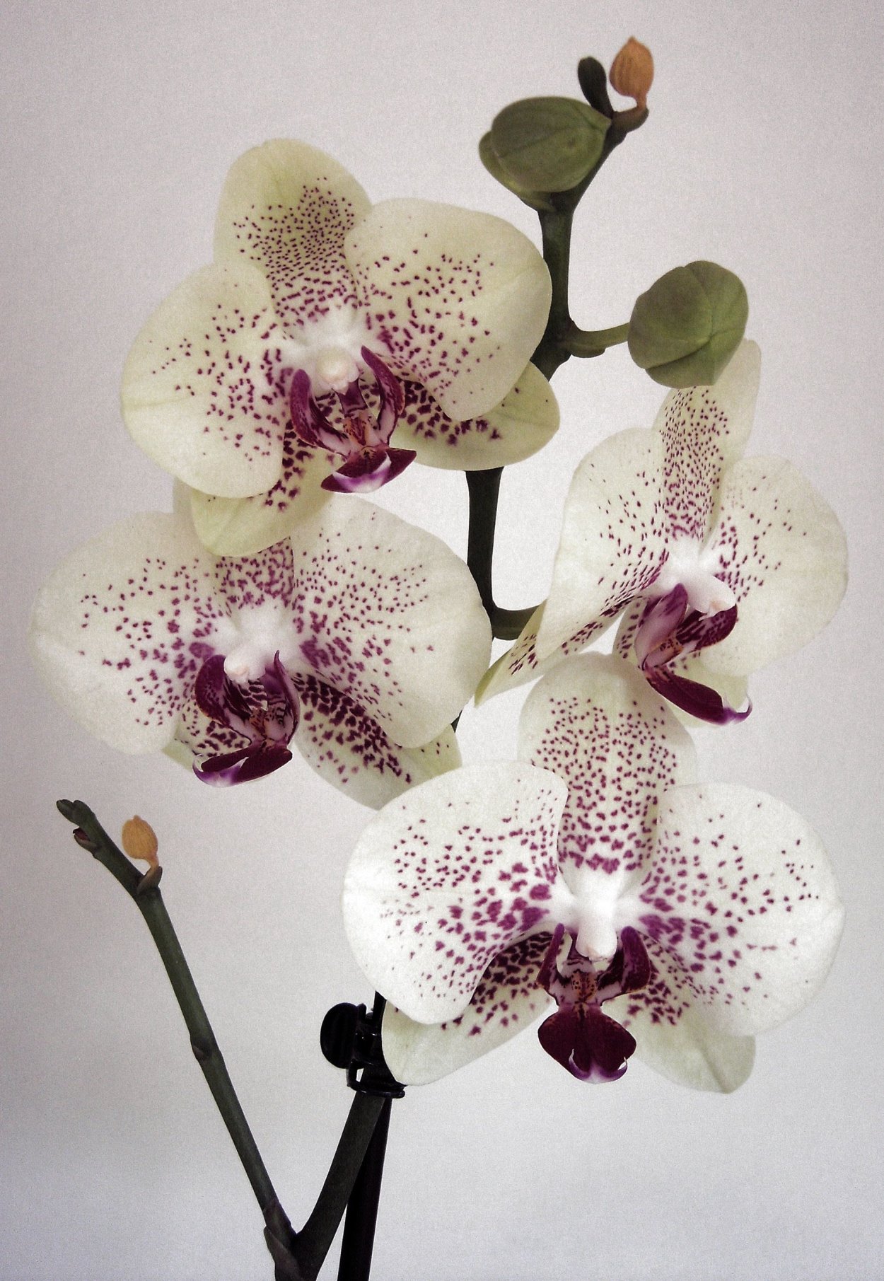 Фаленопсис Гроссето Орхидея