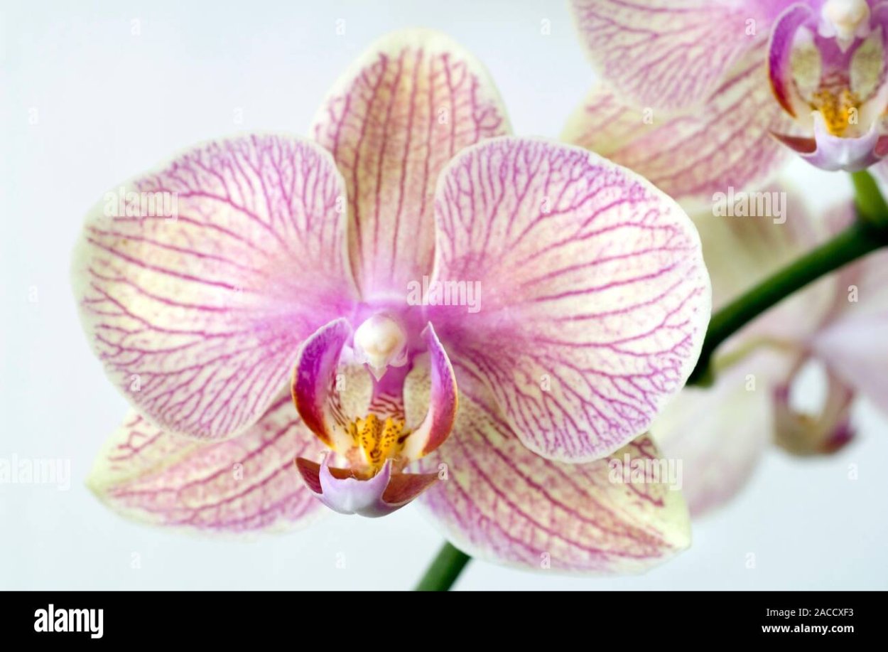 Орхидея фаленопсис компилатион