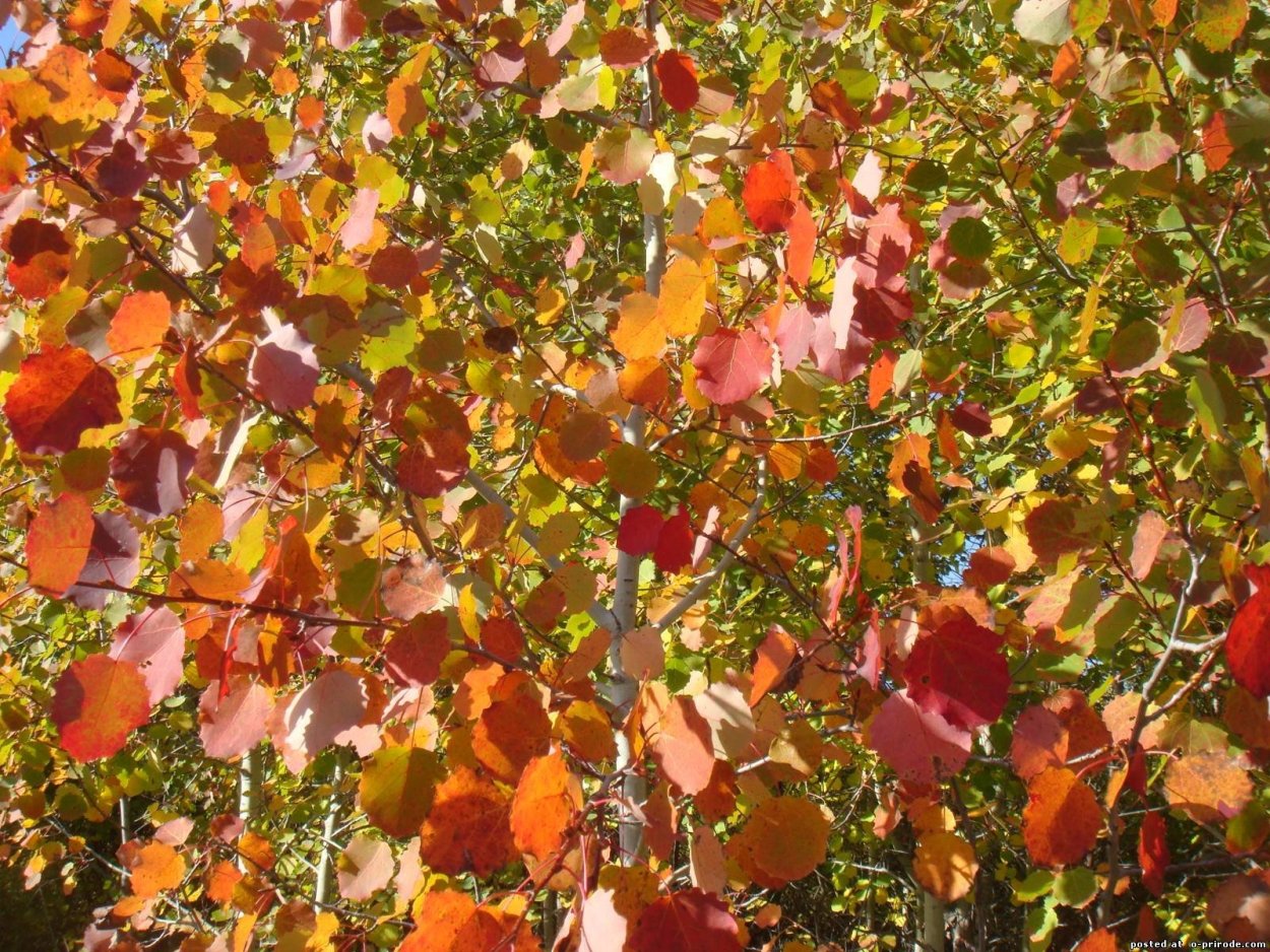 Красивая осень дерево осина