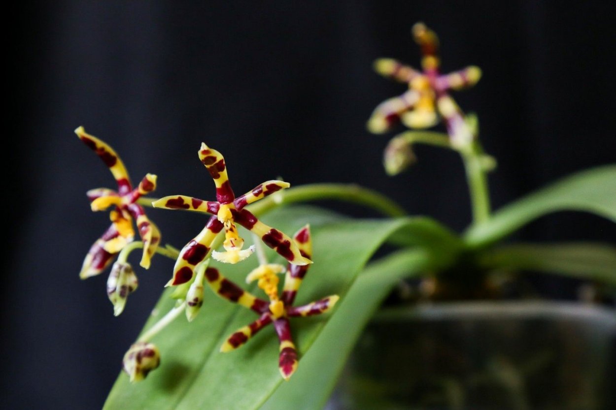 G606 фаленопсис