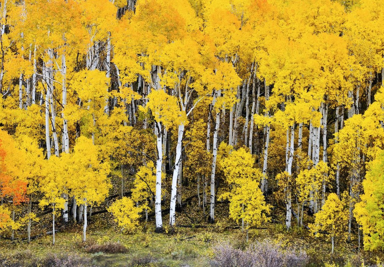 Осина Лесная