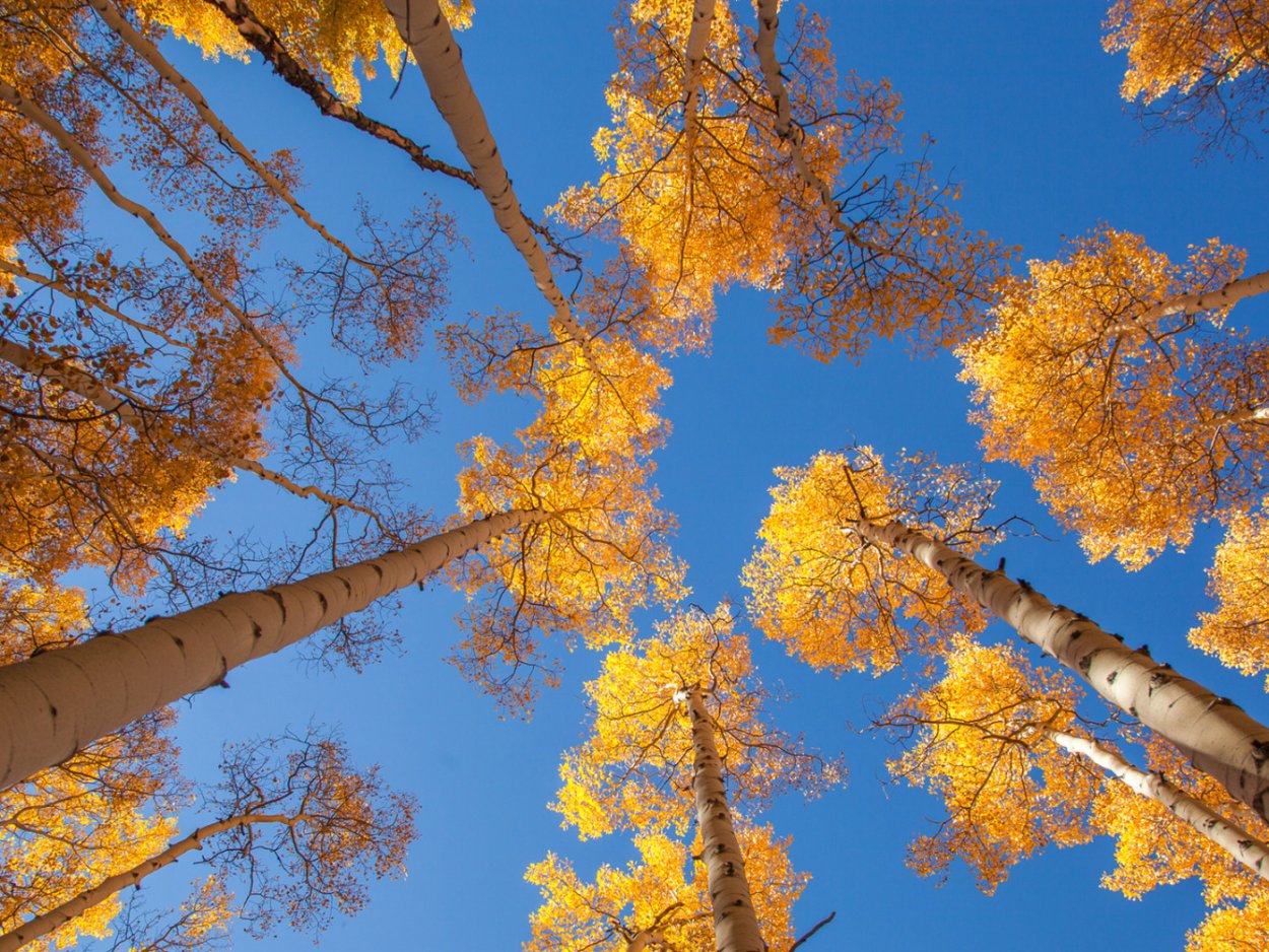 Осенние листья осины