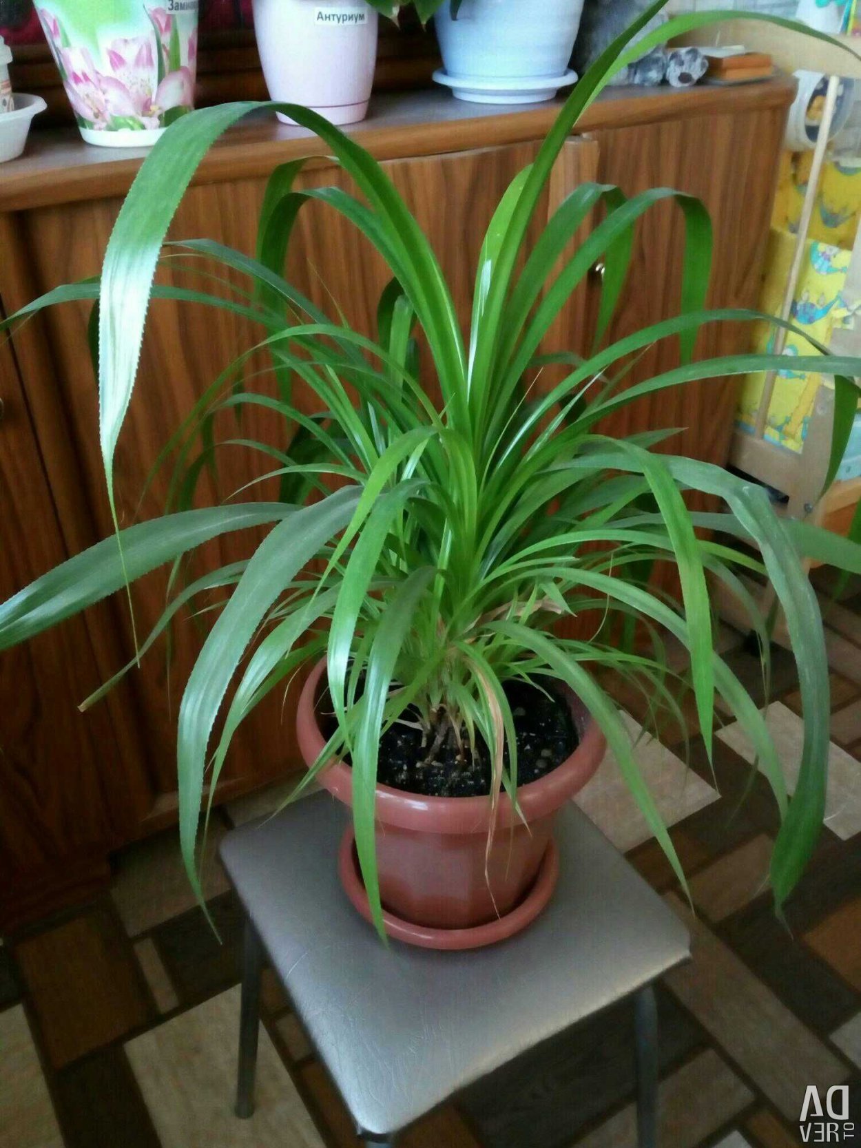 Хлорофитум панданус