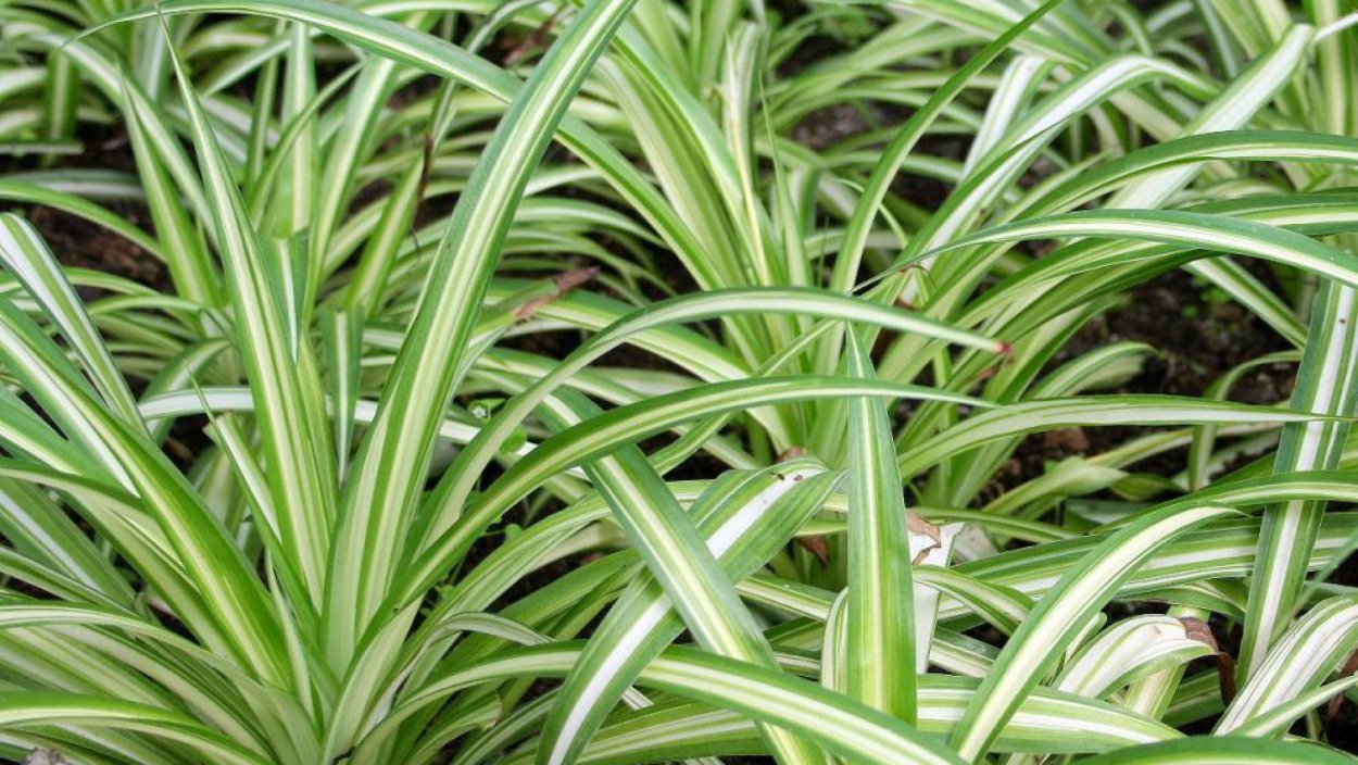 Хлорофитум хохлатый обыкновенный