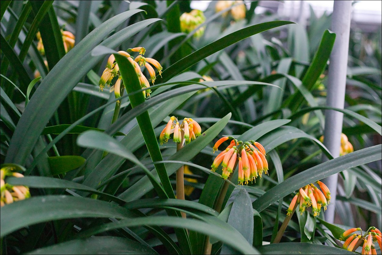 Кливия gardenii