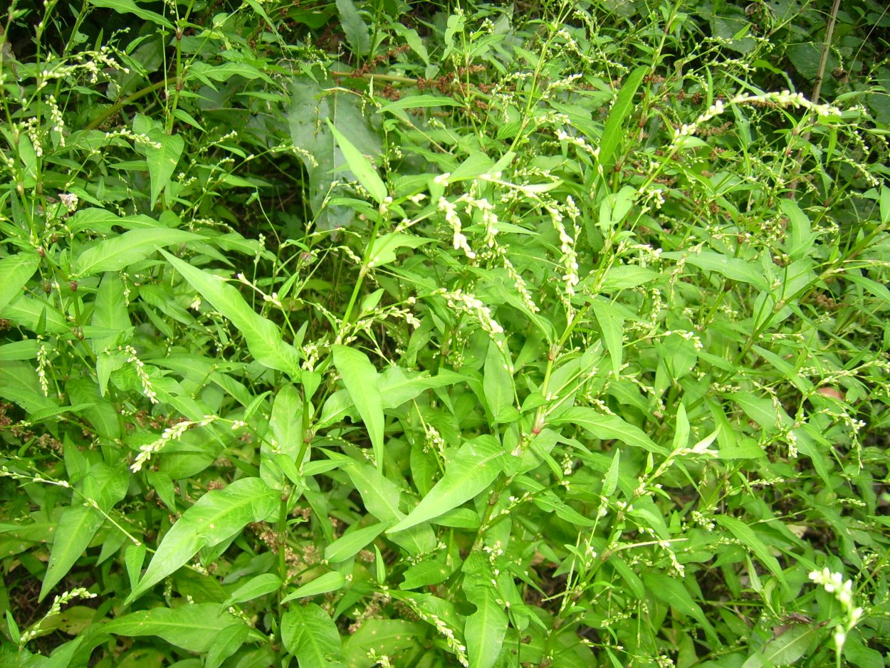 Горец перечный