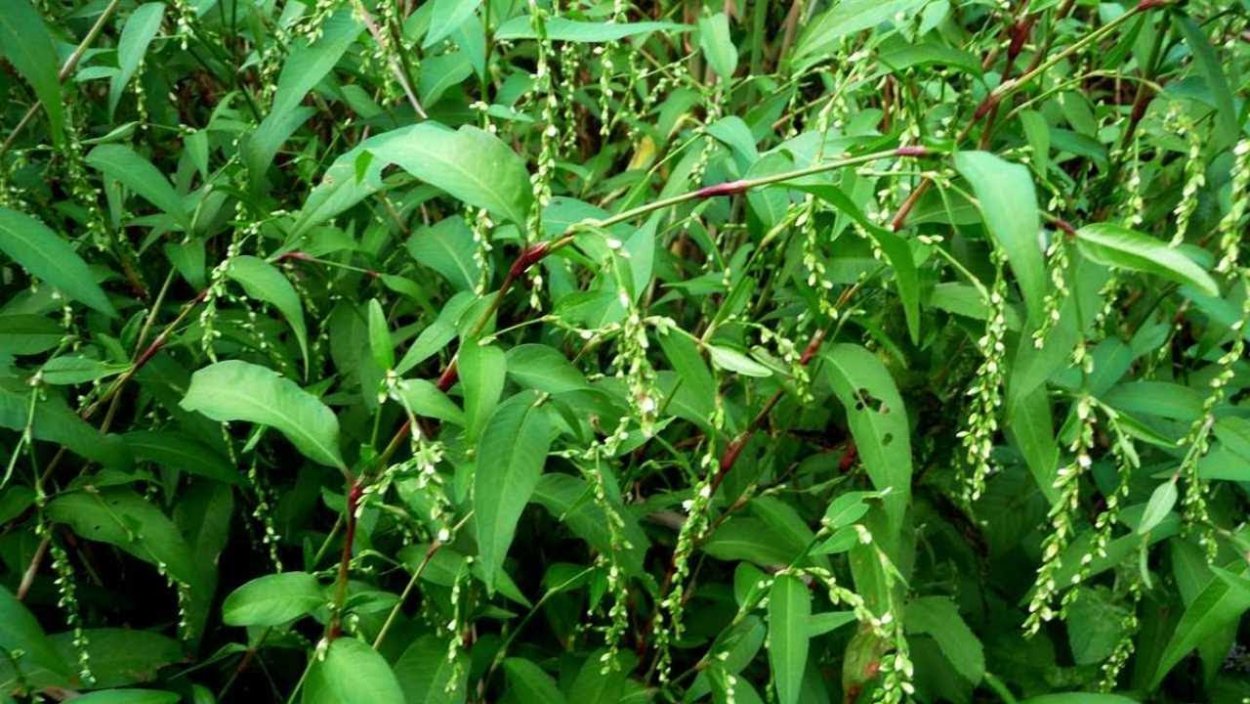 Трава горца перечного (водяного перца) - herba polygoni Hydropiperis