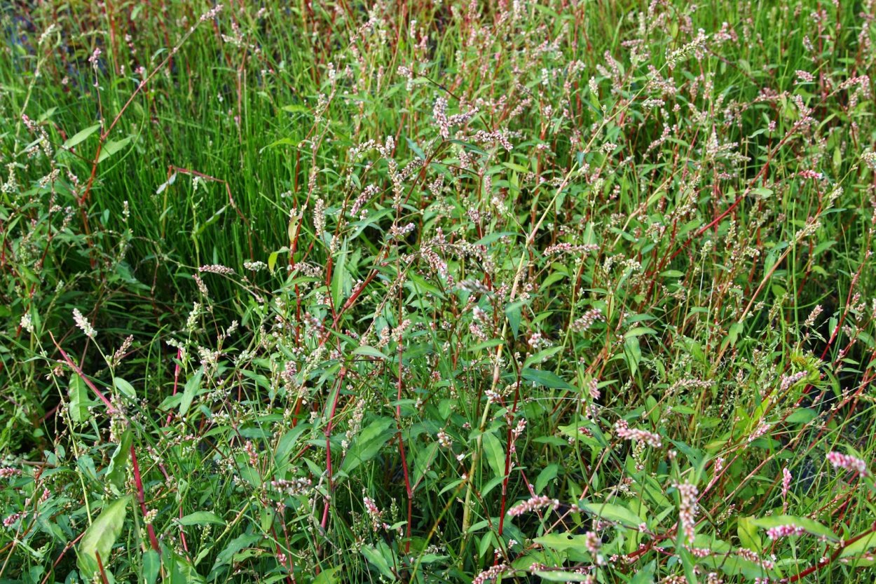 Горец перечный - Polygonum hydropiper