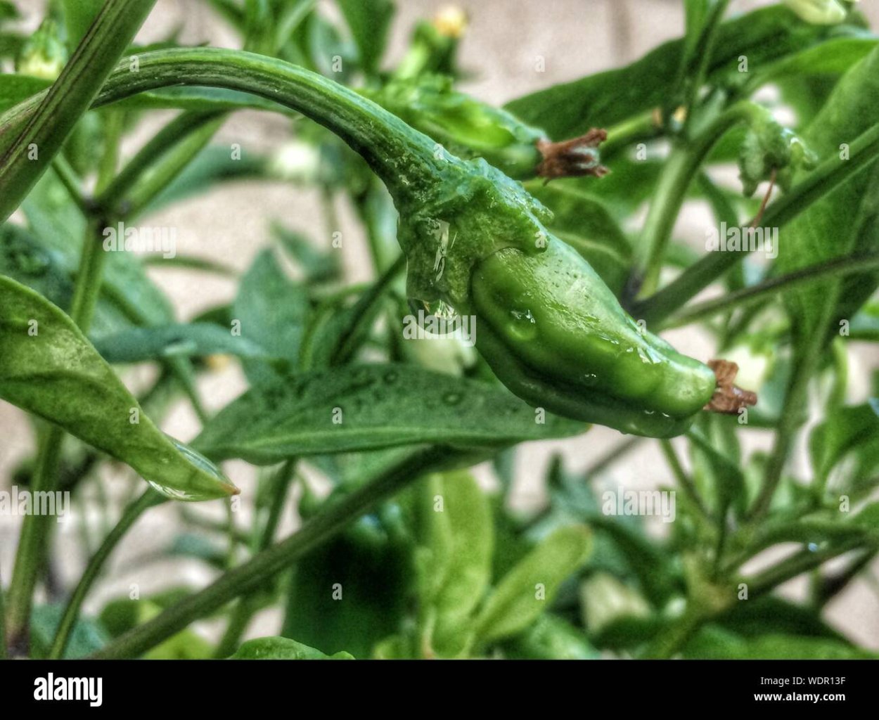 Горец почечуйный растение