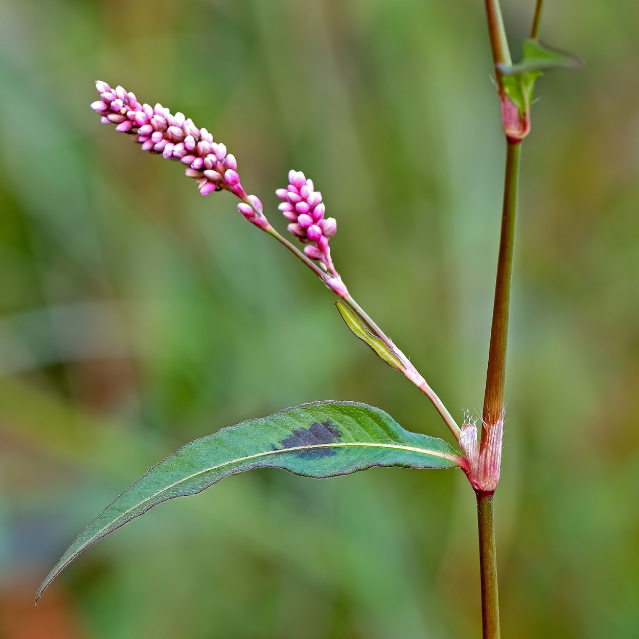 Водяной перец (Polygonum hydropiper)