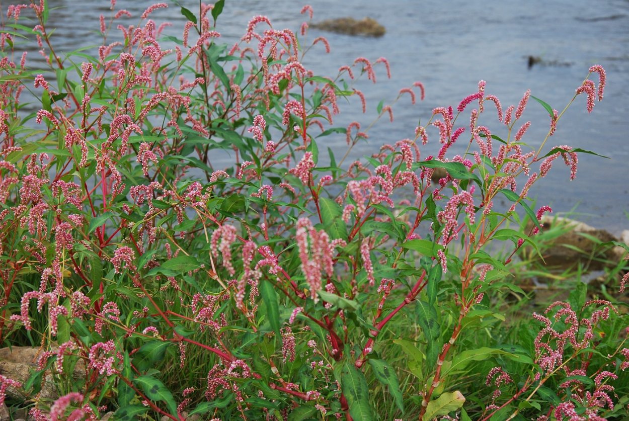 Растение Polygonum Persicaria l