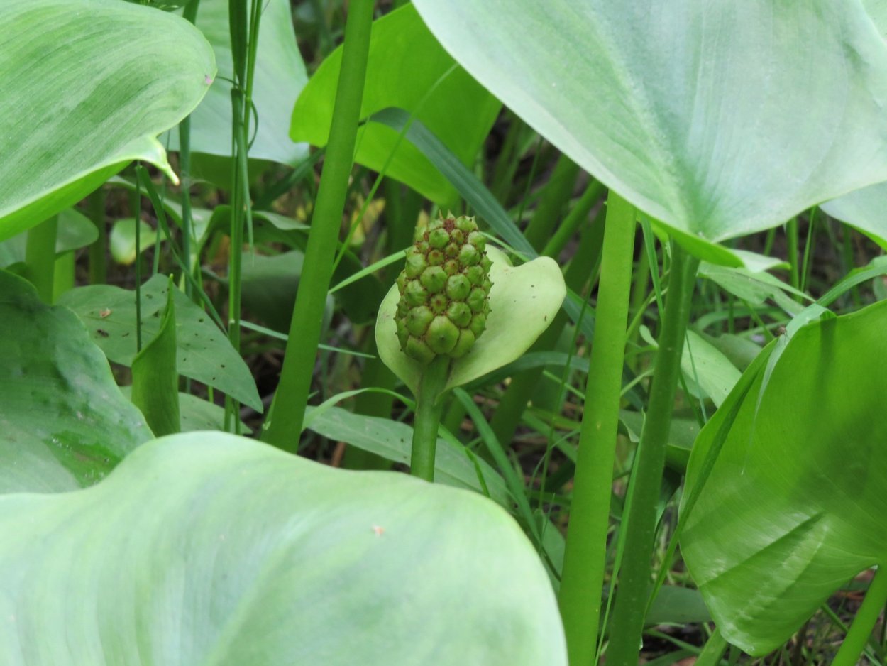 Gamakatsu Hook LS-2030b