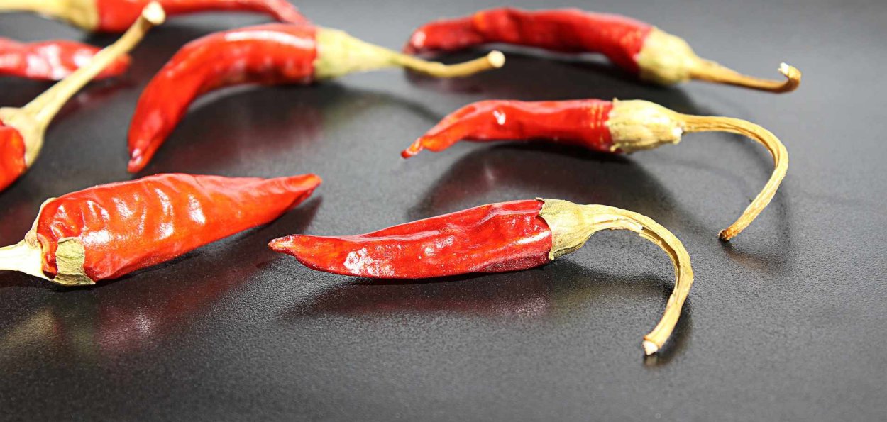 Горец почечуйный растение