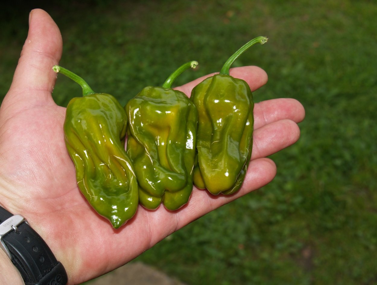 Сушеный Чили волоски