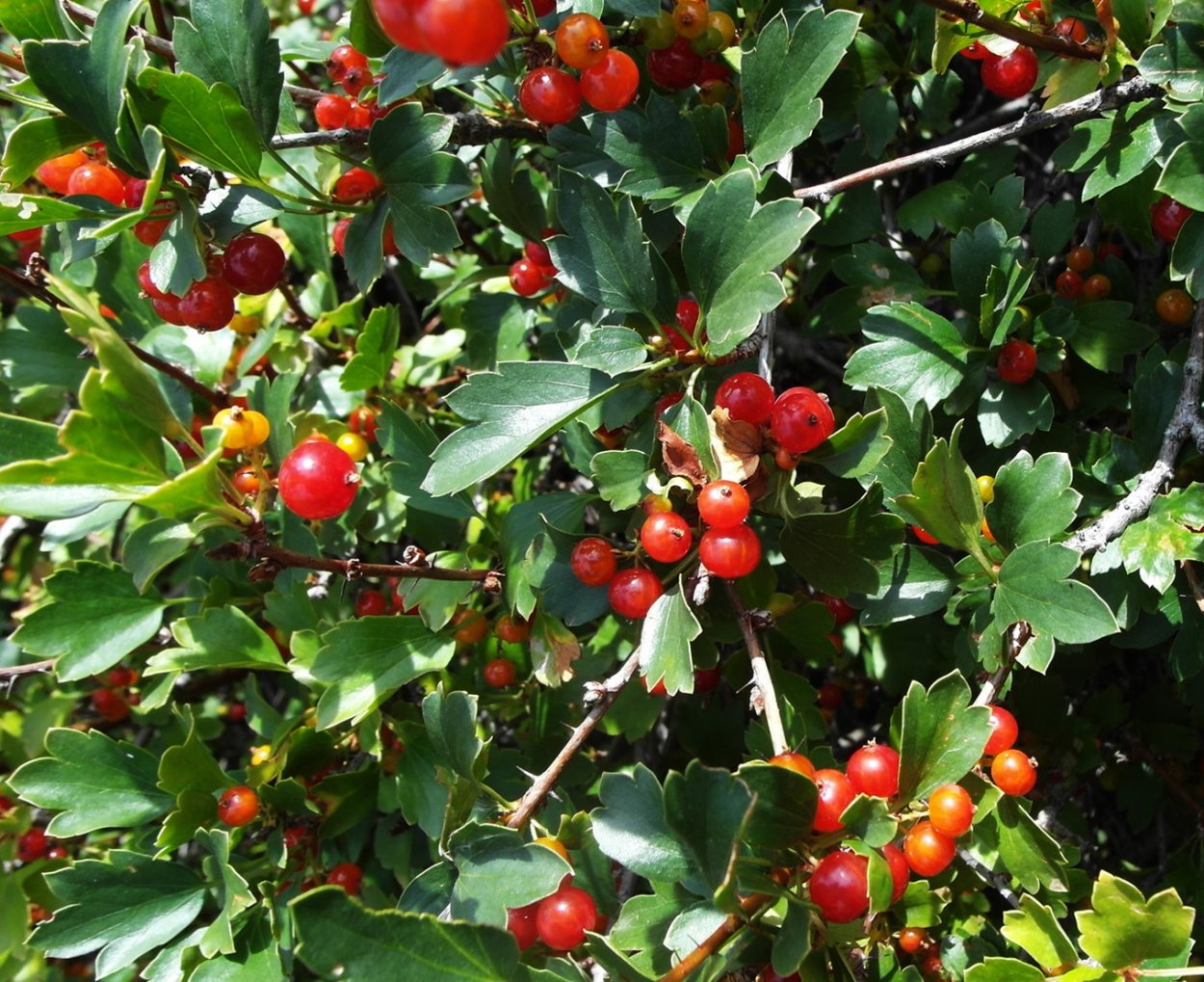 Смородина двуиглая Морошка