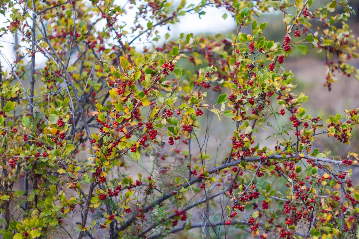 Ягода куманика съедобная