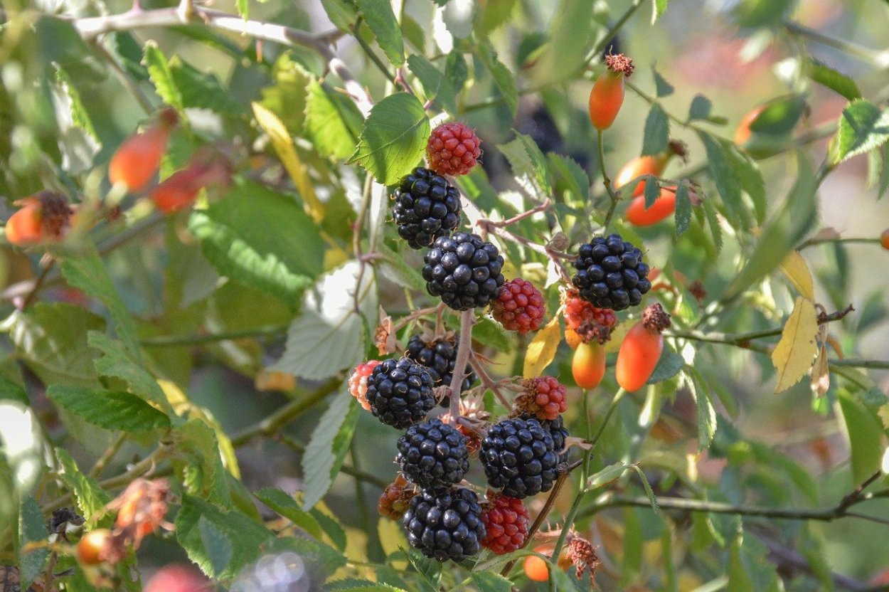 Ribes rubrum смородина красная куст
