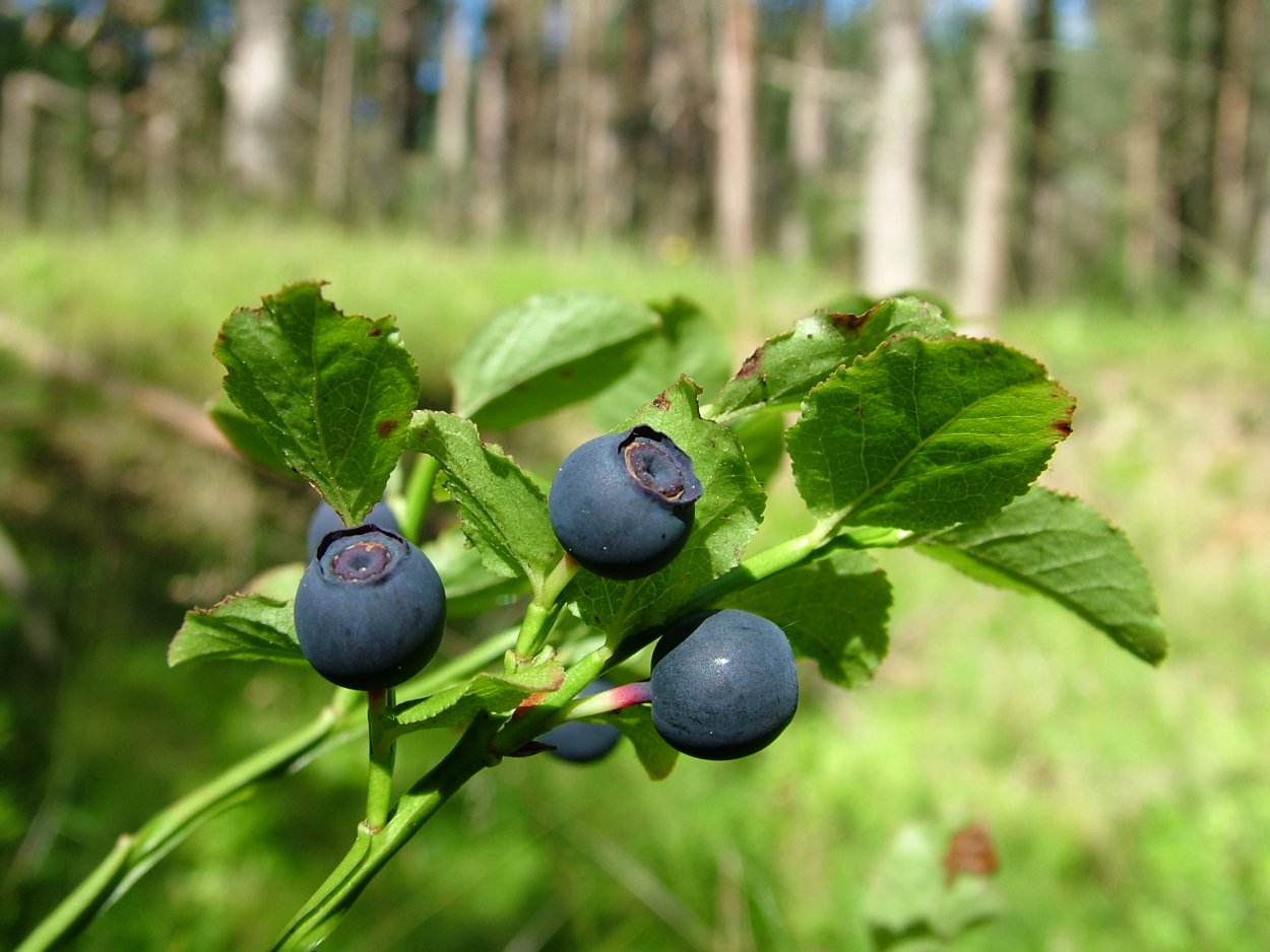 Смородина красная Rolan