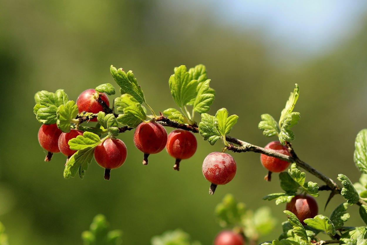 Тараношка ягода Забайкалья