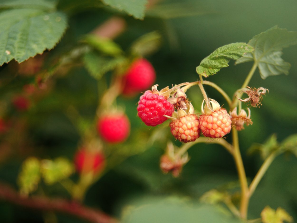 Смородина двуиглая Морошка